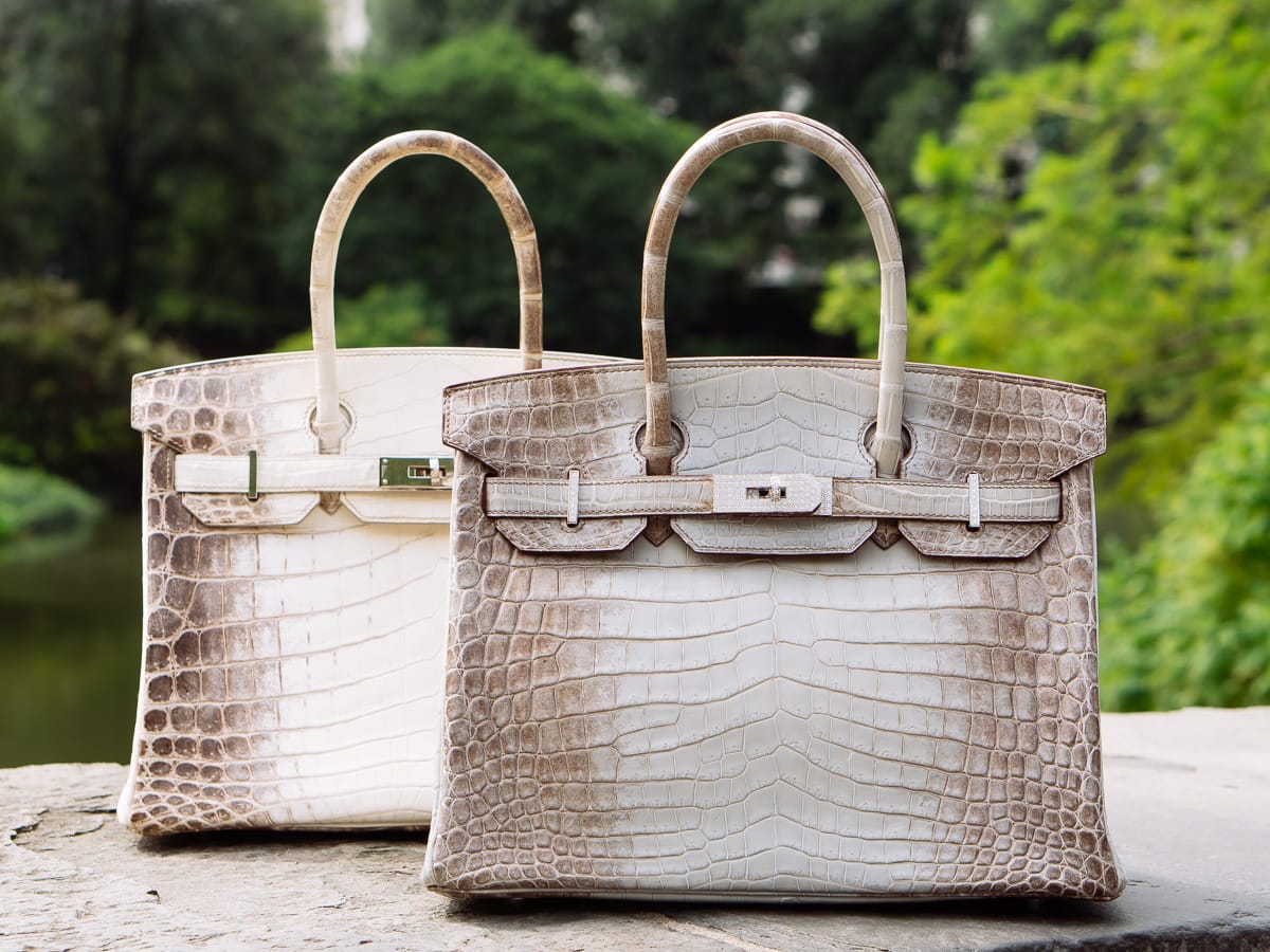 Himalayan Birkins Comparison