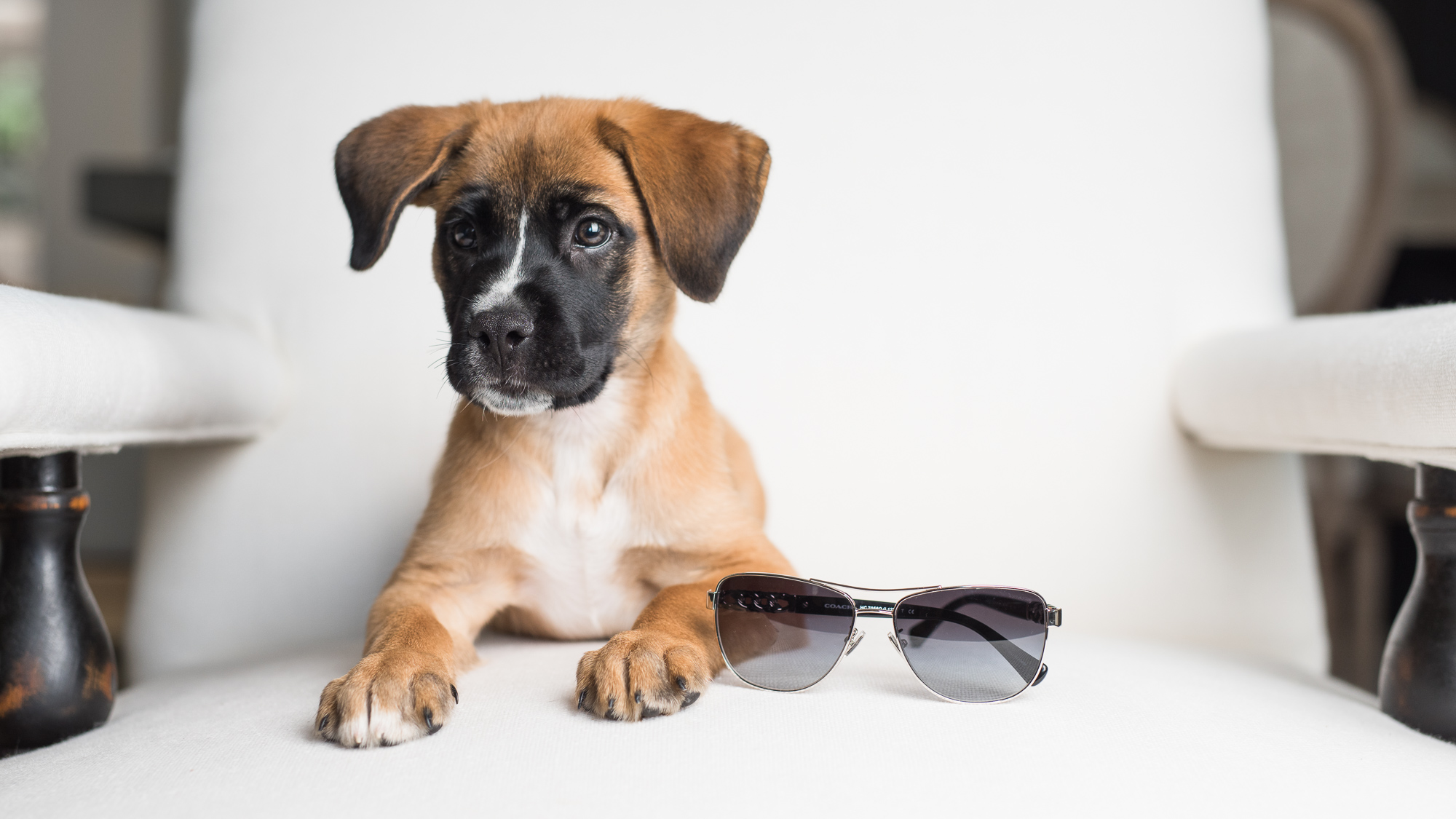 Brutus Coach Sunglasses