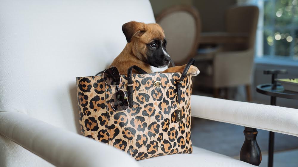 PurseBlog's Mascot, Brutus, For #coachpups