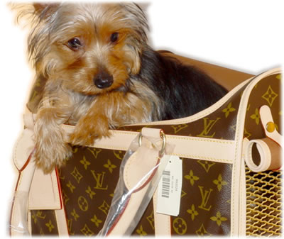 Strike A Pose #2: Poco & Louis Vuitton
